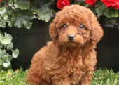 TOY POODLE BİBLO